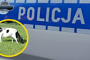 Interwencja służb w Stanisławowie Drugim. 16 krów odebranych gospodarzowi