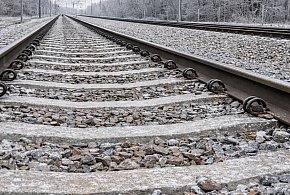 Olszewnica Stara: Łoś potrącony przez pociąg. Zwierzę nie przeżyło