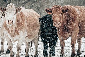 Zaniedbane krowy odebrane z gospodarstwa. Właścicielowi grozi nawet 5 lat...