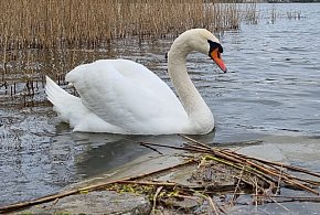 Dębe: Strażacy wyłowili z wody 7 martwych łabędzi