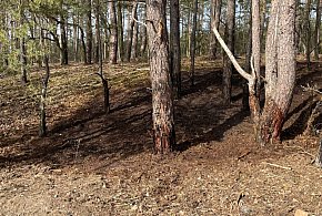 Ogień w lesie w Rajszewie. Strażacy szybko opanowali sytuację