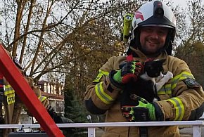 Wieliszew: Kot utknął na drzewie. Do akcji ruszyli strażacy