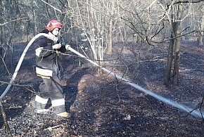 Stanisławów Pierwszy: Płonęły śmieci, zajęła się ściółka leśna