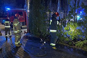 Wieliszew: Przy ul. Niepodległości paliły się tuje. Kierowcy ruszyli z gaśnicami