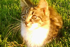 Koty też trafią do rejestru? Szykuje się ważna poprawka