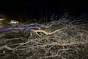 Legionowski: Powalone i uszkodzone drzewa. Pogoda niemiło zaskoczyła