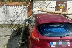 Silny wiatr w powiecie legionowskim. Ponad 50 interwencji straży pożarnej