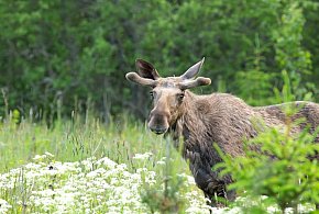 Legionowo: Łoś postawił służby miejskie na nogi. Został odłowiony