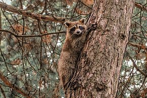 Interwencja strażaków w Karolinie. Powodem szop pracz na drzewie