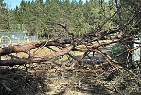 Legionowski: Strażacy mieli pracowitą niedzielę. Powodem silny wiatr