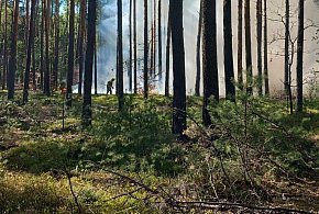 Gmina Nieporęt: Dwa groźne pożary lasów