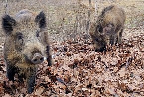 Jabłonna: Dwie kolizje z dzikami. Kierowcy nie zauważyli zwierząt
