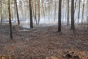 Czarna Struga: Płoną 2 hektary lasu. Gaszenie pożaru trwa