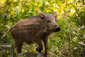 Chotomów: Mały dzik utknął w ogrodzeniu. Obudził mieszkańców