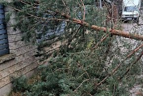 Jabłonna: Przewrócone drzewo uszkodziło linię telekomunikacyjną