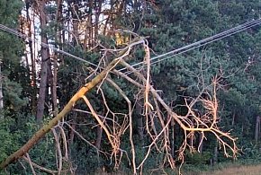 Legionowo: Uszkodzone drzewo zawisło na linii energetycznej