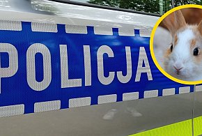 Elektronarzędzia i rasowy królik. Policjanci odzyskali nietypowy łup 19-latki