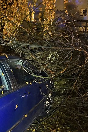 Wichura w powiecie legionowskim-2717