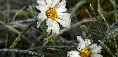 IMGW wydał ostrzeżenie. W nocy nawet -7°C przy gruncie