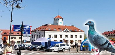 Mieszkańcy apelowali o antykoncepcję dla gołębi. Urząd wybrał akcję...