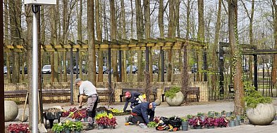 Legionowo: Park Zdrowia z nowymi nasadzeniami. Jest kolorowo