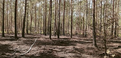 Kąty Węgierskie: Dogaszali ściółkę leśną. Kontynuacja pożaru z soboty