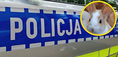 Elektronarzędzia i rasowy królik. Policjanci odzyskali nietypowy łup 19-latki