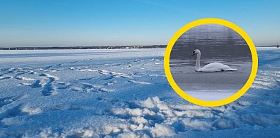 Cupel: Strażacy i LWOPR próbowali pomóc łabędziowi