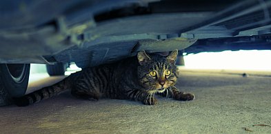 Nie miała pojęcia, że w komorze silnika wiezie kota. Interweniowali strażacy