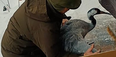 Zimowa interwencja Nadleśnictwa Jabłonna. Żuraw trafił do warszawskiego zoo