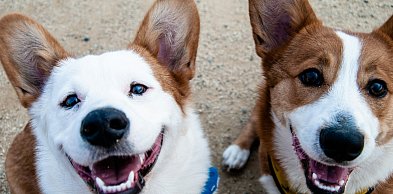 Każdy pies będzie musiał mieć czip. Rząd chce jednolitego systemu