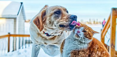 Obowiązek czipowania psów coraz bliżej. Ile zapłacą opiekunowie zwierząt?