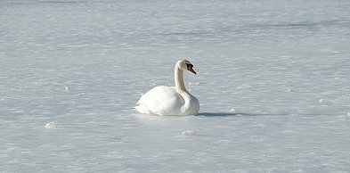 Nieporęt: Strażacy pomogli choremu łabędziowi