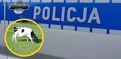 Interwencja służb w Stanisławowie Drugim. 16 krów odebranych gospodarzowi