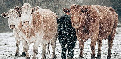 Zaniedbane krowy odebrane z gospodarstwa. Właścicielowi grozi nawet 5 lat...