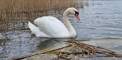 Dębe: Strażacy wyłowili z wody martwe łabędzie