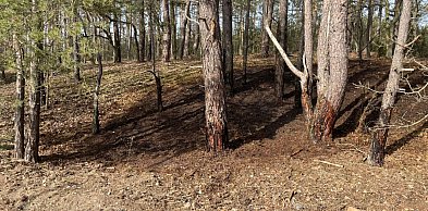 Ogień w lesie w Rajszewie. Strażacy szybko opanowali sytuację