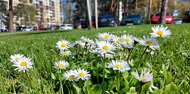 Za kilka dni przywitamy astronomiczną wiosnę