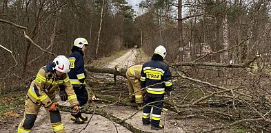 Olszewnica Nowa: Drzewo zagrażało kierowcom