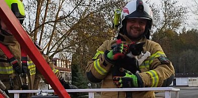 Wieliszew: Kot utknął na drzewie. Do akcji ruszyli strażacy