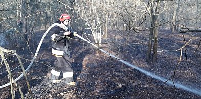 Stanisławów Pierwszy: Płonęły śmieci, zajęła się ściółka leśna
