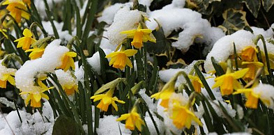 Wielkanoc pod znakiem chłodu. Prognozy IMGW: deszcz, deszcz ze śniegiem...