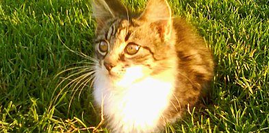 Koty też trafią do rejestru? Szykuje się ważna poprawka