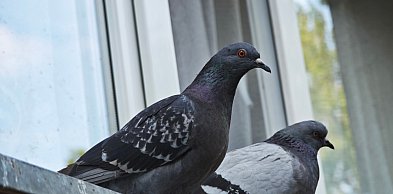 Serock : Chcą antykoncepcji dla gołębi