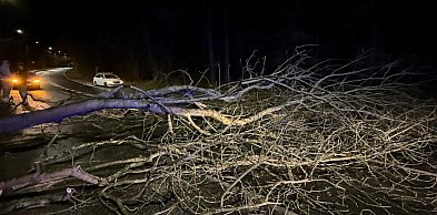 Legionowski: Powalone i uszkodzone drzewa. Pogoda niemiło zaskoczyła