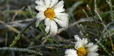 IMGW wydał ostrzeżenie. W nocy nawet -7°C przy gruncie