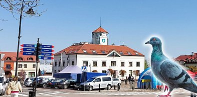 Mieszkańcy apelowali o antykoncepcję dla gołębi. Urząd wybrał akcję...