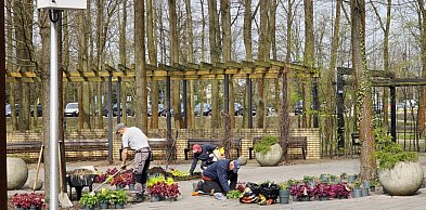 Legionowo: Park Zdrowia z nowymi nasadzeniami. Jest kolorowo