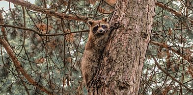 Interwencja strażaków w Karolinie. Powodem szop pracz na drzewie