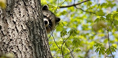 Interwencja strażaków w Karolinie. Powodem szop pracz na drzewie